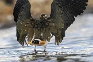 Vanellus Vanellus Drucke: Lapwing, Vanellus Vanellus, Bath