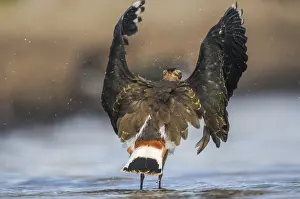 Vanellus Vanellus Drucke: Lapwing, Vanellus Vanellus, Bath
