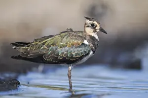 Vanellus Vanellus Drucke: Lapwing, Vanellus Vanellus, Bath