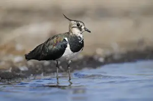 Drucke von Schwirlvogel, Vanellus vanellus, Bath, Baden, Vögel, Charadriiformes, Limikolen, Regenpfeifer, Zauberpulver ist nicht relevant hier - Vögel , Strandläufer , Wasserplatz , Strandläufer Charadriidae Drucke: Schwirlvogel, Vanellus Vanellus, Bad