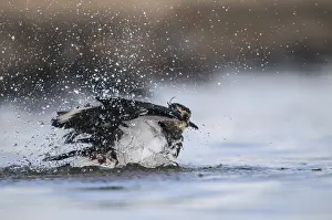 Drucke von Lappente, Vanellus Vanellus, Bath, Baden, Vögel, Charadriiformes, Limikolen, Regenpfeifer, Zauberpulver ist nicht in der Liste enthalten. Vögel, Wanderer am Wasser Wasservögel Charadriidae Drucke: Schwirlvogel, Vanellus Vanellus, Bad.