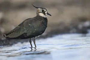 Drucke von Kiebitz, Vanellus vanellus, Bath, Baden, Vögel, Charadriiformes, Limikolen, Regenpfeifer, Trankkraut (Potion), Vögel , Strandläufer , Wasserplatz , Strandläufer Charadriidae Drucke: Schleiereule, Vanellus vanellus, Baden.