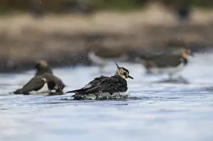 Drucke von Lappentele, Vanellus Vanellus, Bath, Baden, Vögel, Charadriiformes, Limikolen, Regenpfeifer, Zauberpulver ist nicht übersetzbar da es kein deutsches Wort ist Charadriidae Drucke: Schleiereule, Vanellus vanellus, Baden