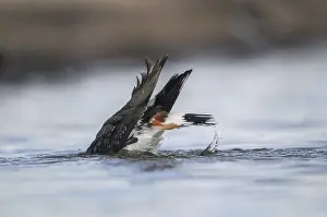 Drucke von Lappente, Vanellus Vanellus, Bath, Baden, Vögel, Charadriiformes, Limikolen, Regenpfeifer, Trankkraftmittel ist nicht übersetzbar. Vögel, Wanderfalken, Wasserscheide Charadriidae Drucke: Schwirlvogel, Vanellus Vanellus, Bad