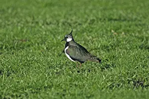 Charadriid Waders Drucke: Lapwing, Vanellus vanellus, Lapwing
