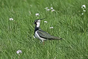 Knickrabe, Vanellus vanellus, Knickrabe