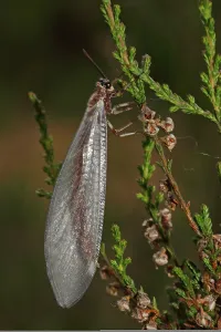 Deserted Insect Habitat Drucke: Large Ant Damselfly