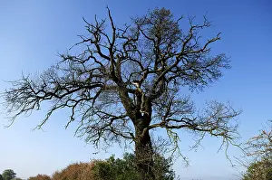Northern German Nature Drucke: Large, bare Oak Tree (Quercus)