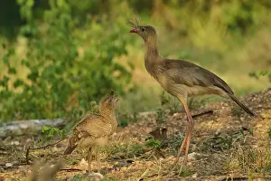 South American Wildlife Drucke: A large bird and a chick stand together