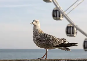Brighton Und Hove Drucke: Ein brauner Seeadler auf der Promenade in Brighton mit dem Brighton Wheel im Hintergrund.