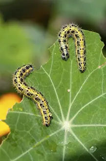 Drucke von Große Weißkohlverfärbung, große weiße, Pieris brassicae, Schmetterling, hohe Größe, Portrait, Insekten, Raupenwurm , Schmetterling , Schmetterlinge Groß Weiß Drucke: Große Weißkohl, große weiße.