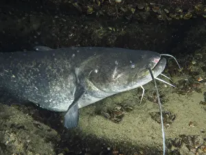 Drucke von Großer Wels (Silurus glanis), Waller, liegt unter Felsen in einem dunklen Unterwasserbereich Wels Welse Drucke: Großer Wels (Silurus glanis)