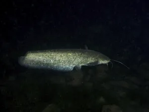 Drucke von Ein großer Wels (Silurus glanis), Waller, schwimmt in der Nacht im dunklen Unterwasserumfeld, Tauchplatz Klosterinsel, Rheinau, Kanton Zürich, Rhein, Hochrhein, Schweiz Deutschland Wels Welse Drucke: Ein großer Wels (Silurus glanis)