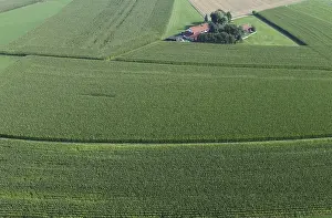European Agricultural Landscape Drucke: Large corn fields surround a small farm