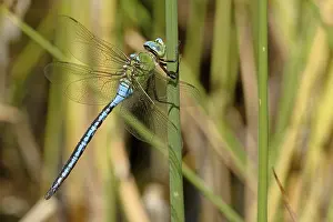Insect Photography Drucke: Large damselfly