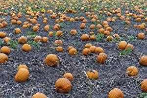 Uninhabited Agricultural Area Drucke: Large field with many pumpkins