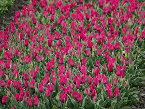 Tulip Fields Netherlands Drucke: Large field with red tulips in spring