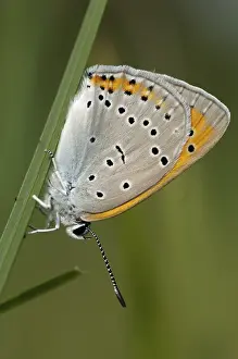 Drucke von Große Feuerfalter, großes Kupfer, Lycaena dispar, Schmetterling, hohe Größe, Portraitformat, Insekten, Schmetterlinge Dispar Drucke: Große Feuer- Schmetterling, großes Kupfer.
