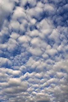 Southern Germany Weather Drucke: Large fleecy clouds (altocumulus)