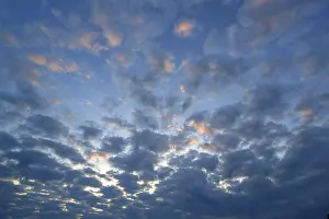 German Evening Landscape Drucke: Large fleecy clouds (Altocumulus) in the evening sky
