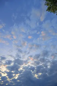 European Cloudy Skies Drucke: Large fleecy clouds (Altocumulus) in the evening sky