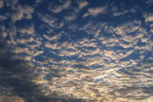Cirrocumulus Cloud Formations Drucke: Large fleecy clouds (altocumulus) in evening sky