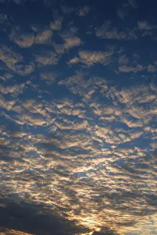 Altocumulus Cloud Formation Drucke: Large fleecy clouds (altocumulus) in evening sky