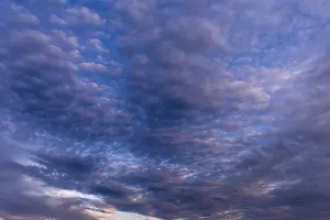 Altocumulus Cloud Formation Drucke: Large fleecy clouds (Altocumulus) at the evening sky