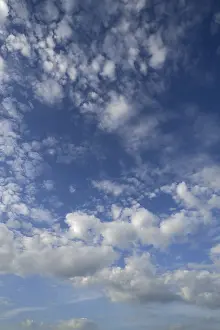 Central European Weather Drucke: Large fleecy clouds, altocumulus, Germany