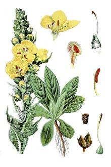 Großblütiges Schafgarben (Verbascum thapsiforme)