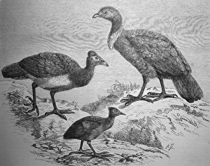 Large-footed chickens, Sharp-tailed grouse