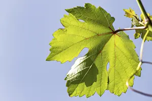 Wine Growing Region Images Drucke: A large grape leaf shines through in the sun and its pecking structure becomes visible