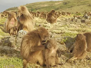 Old World Monkeys Drucke: Large group of monkeys, jelada