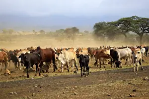 African Livestock Farming Drucke: A large herd of cows in Kenya