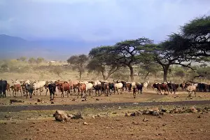 Group Of Animals Grazing Drucke: A large herd of cows in Kenya