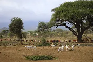 Productive Livestock Farming Methods Drucke: A large herd of cows in Kenya