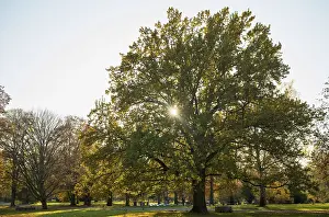 Deciduous Tree Silhouette Drucke: Large lime tree, trees, flooded with light