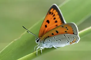 Drucke von Großer Nachtfalter, große Kupfer, Lycaena dispar, Schmetterling, Insekten, Schmetterlinge, Schmetterlinge Dispar Drucke: Große Nachtfalter, Großer Kupferfleck, Lycaena dispar