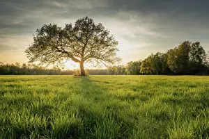 Atmospheric Light Of The Setting Sun Drucke: Large oak tree in a clearing at sunset in spring