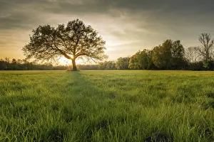 Dark Evening Atmosphere Drucke: Large oak tree in a clearing at sunset in spring