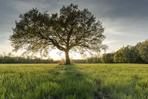 Deciduous Tree At Sunset Drucke: Large oak tree in a clearing at sunset in spring