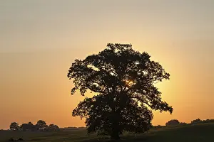 Backlit Oak Tree Drucke: Large oak tree (Quercus), backlit at sunset