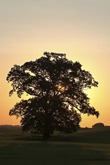 Backlit Oak Tree Drucke: Large oak tree (Quercus), backlit at sunset