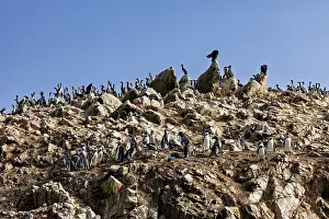 Drucke von Ein großes Pinguinkolonie auf steilem, felsigem Gelände unter einem tiefblauen Himmel, Humboldt-Pinguine auf den Felsen der Islas Ballestas nahe Paracas in Peru (Spheniscus humboldti) Humboldt Drucke: Ein großes Pinguinkolonie auf steilen Felsen.