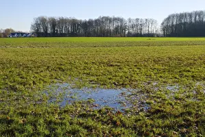 Empty Forest Landscape Photo Drucke: Large puddle in a field at the edge of a forest