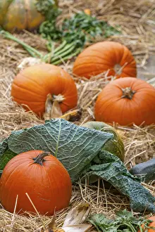 Germany Agricultural Crops Drucke: Large pumpkins (Cucurbita) on straw