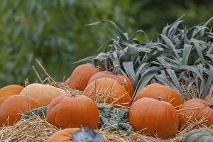 Vegetable Garden Produce Drucke: Large pumpkins (Cucurbita) on straw with leeks