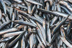 Drucke von Große Menge silberner Fische, liegen eng beieinander, frisch und glänzend, Sardinen, Markt, Nafplio, Nauplia, Nauplion, Nafplion Argolis Peloponnes Griechenland Sprotte Drucke: Große Menge silberner Fische, die sich eng aneinanderlegen.