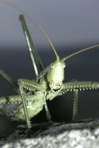 Long Horned Grasshopper Drucke: Large saw-worm