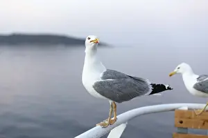 Water Bird Images Drucke: Large seagull on sunset sky background